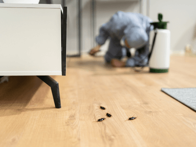 About Coquille Monthly Pest Prevention Plans - monthly pest prevention plans experts in Coquille